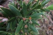 <strong>Styphelia cymbulae - Gâteblé Gildas - 314</strong><br />© Ramon, Laurence